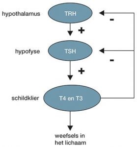 hypothalamus-hypofyse-schildklier schema